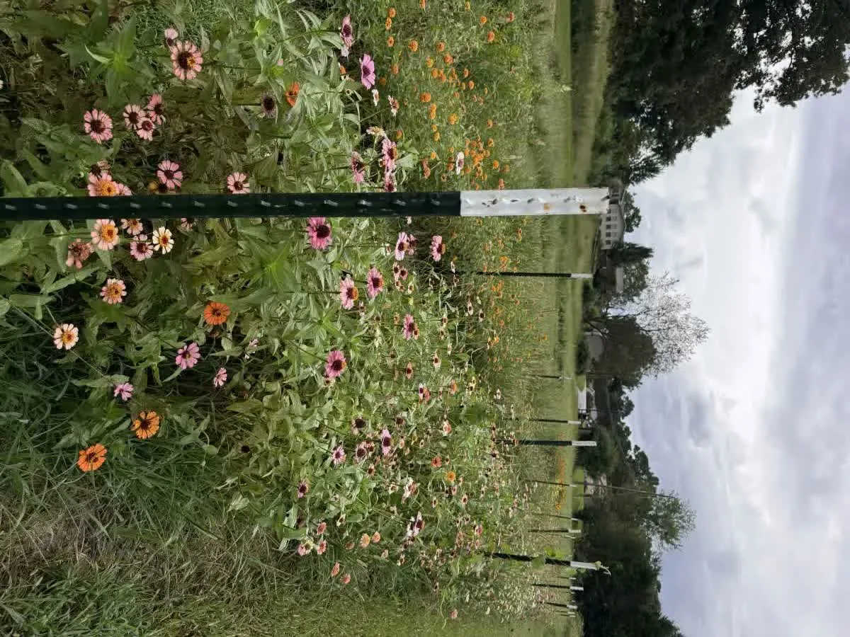Wildflowers along the trail