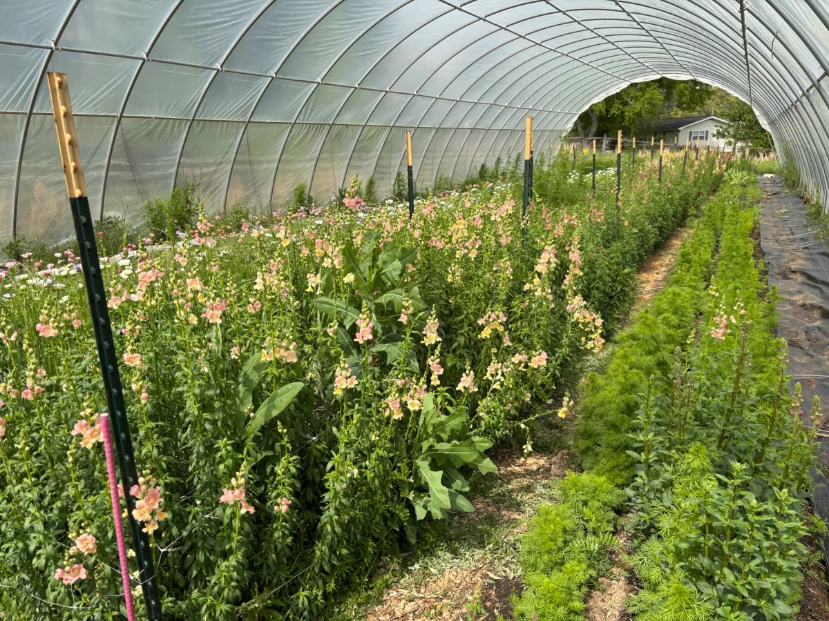 Snapdragons near the trail